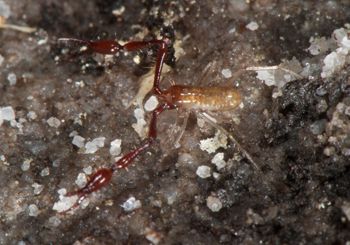 Media type: image;   Invertebrate Zoology 21577